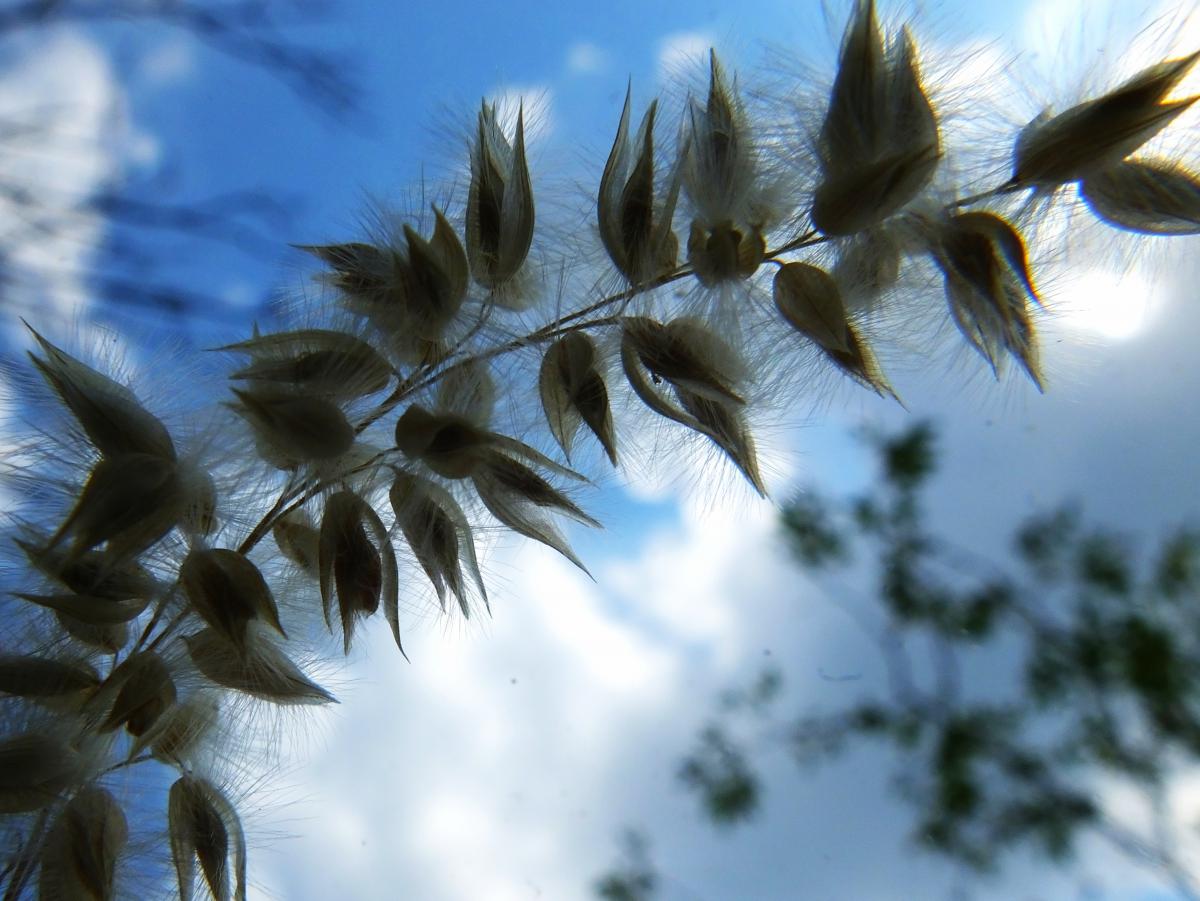 Koncz-Bisztricz Tamás