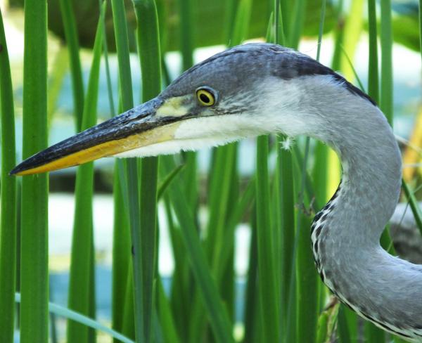 Szürke gém portré