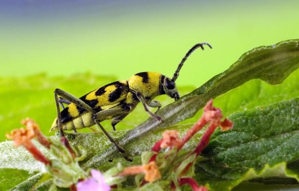 Mesekönyvi részlet