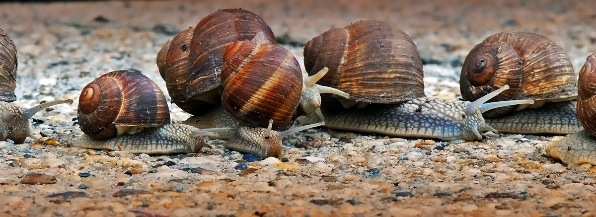 Gaál Zoltán Péter