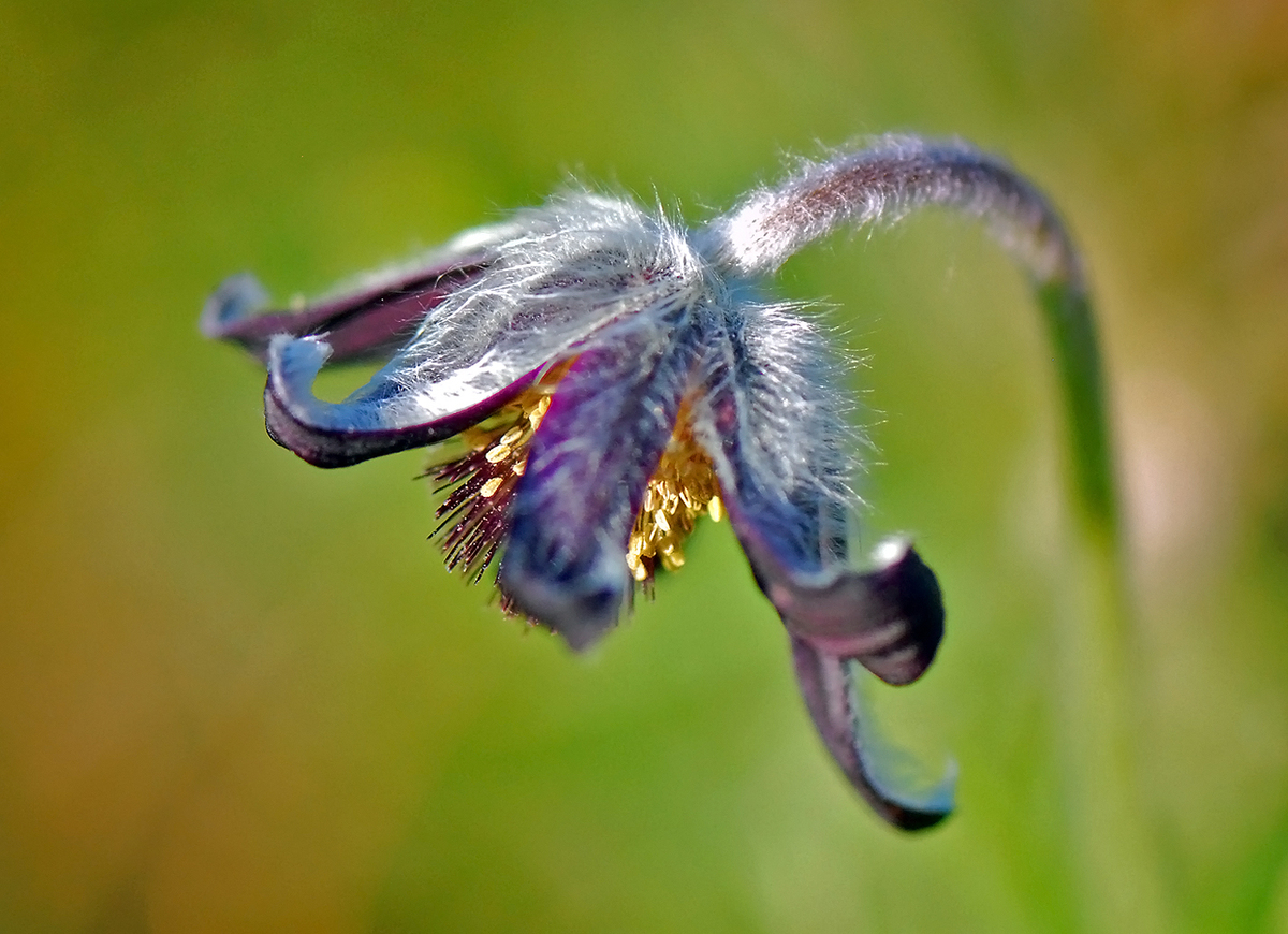 Gaál Zoltán Péter