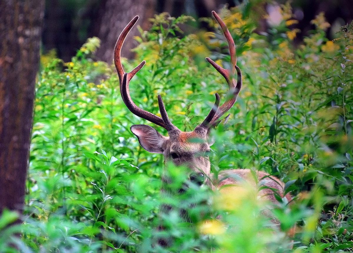 Gaál Zoltán Péter