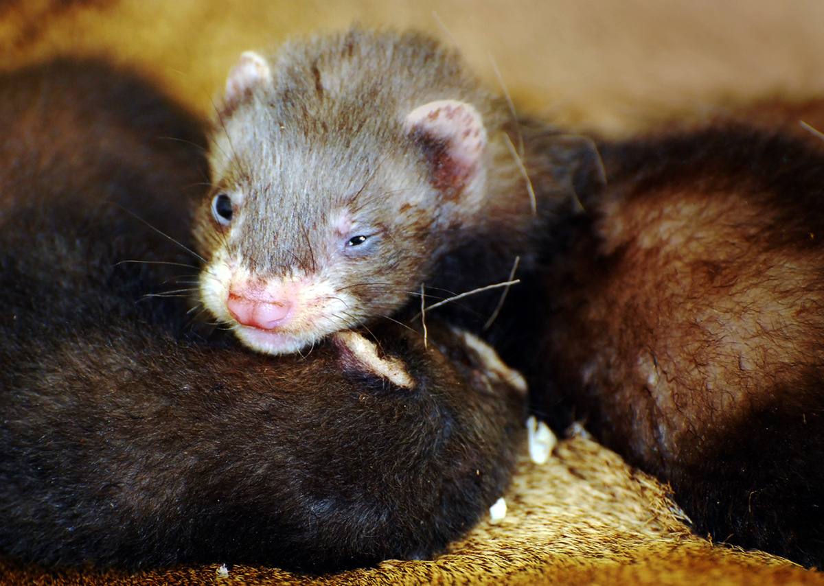 Gaál Zoltán Péter