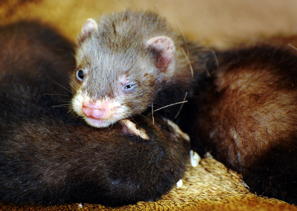 Nyílik a szemük...