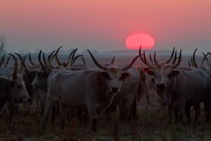 Szürkék a pusztán Szürkék a pusztán