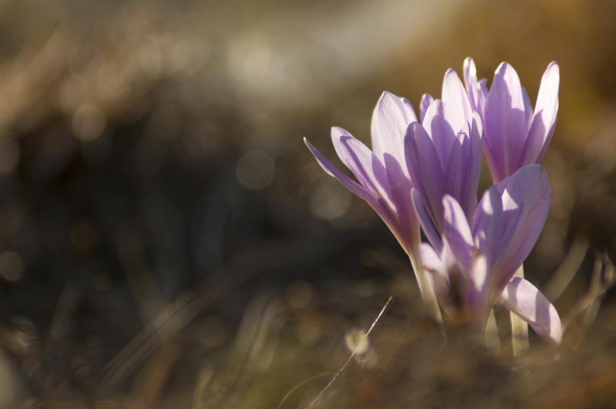 Berkesi Ágota Mirjam