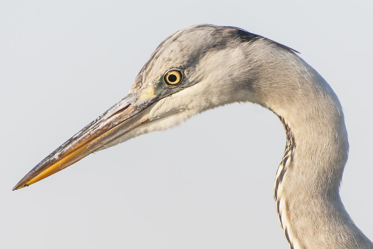 Gaál Zoltán Péter