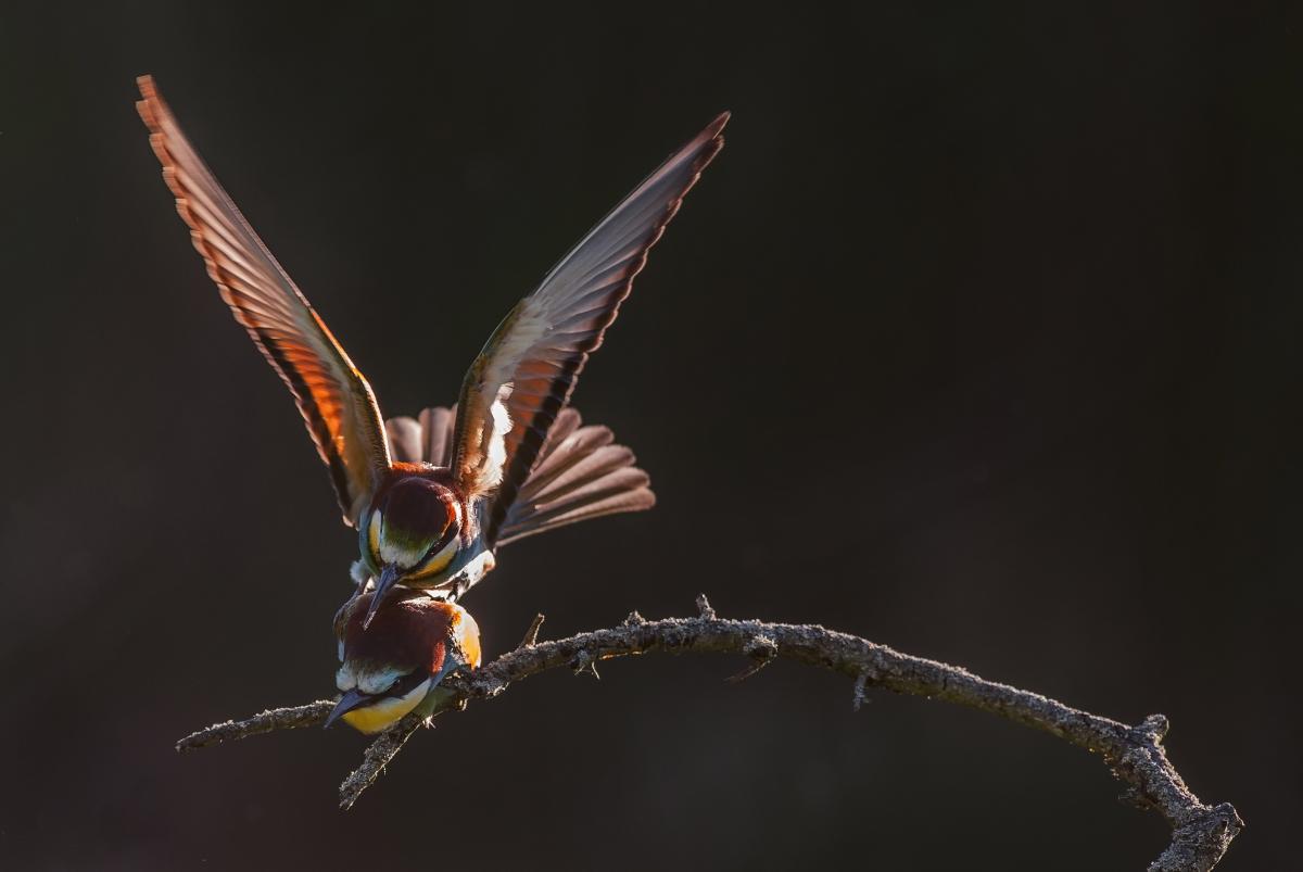 Gaál Zoltán Péter