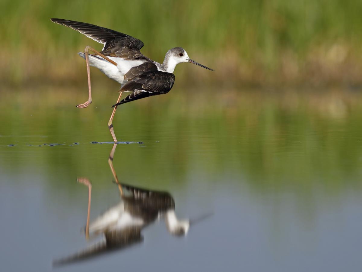 Násfayné Kőházi Mária