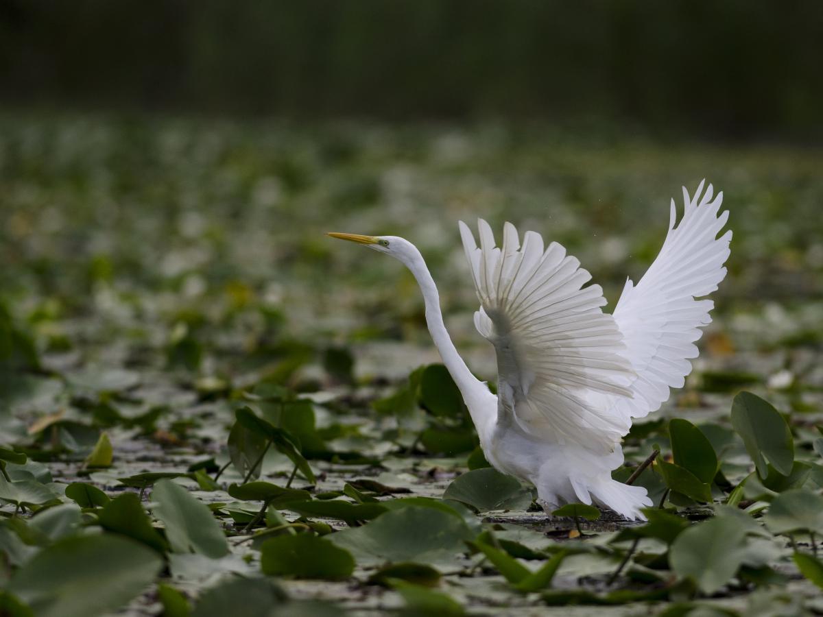 Násfayné Kőházi Mária