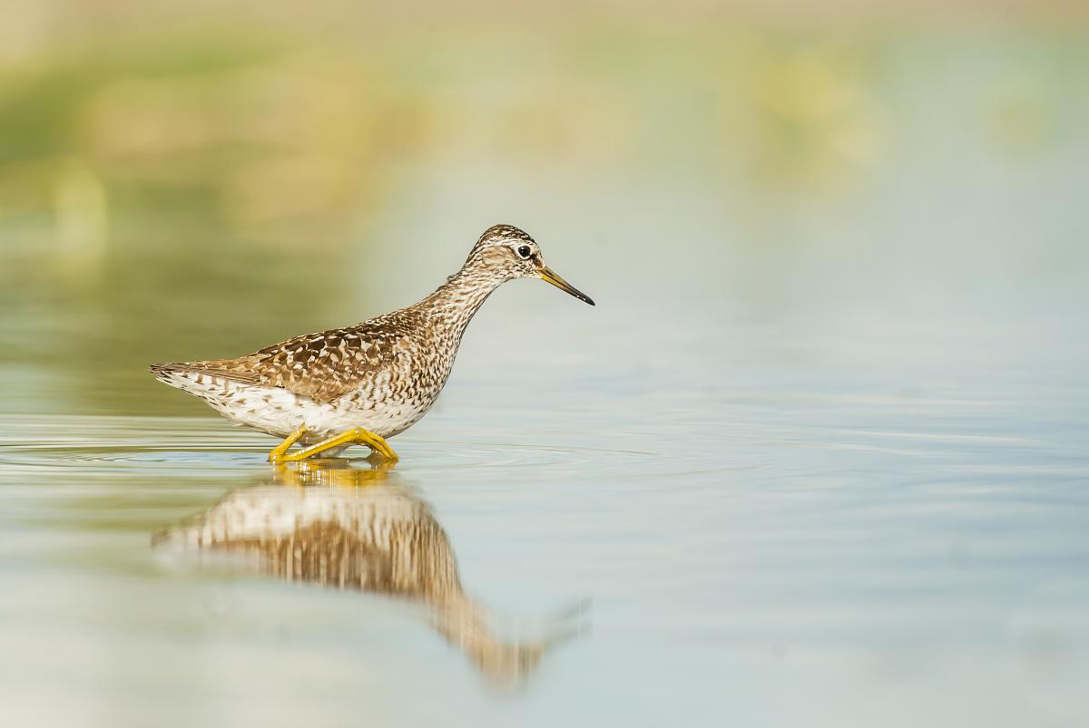 Gaál Zoltán Péter