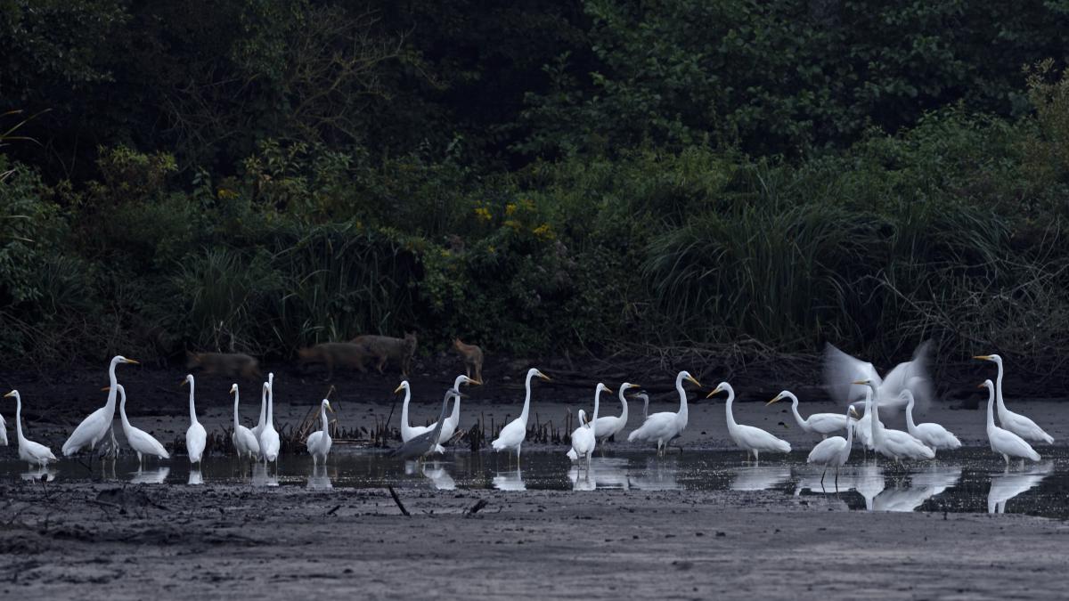 Násfayné Kőházi Mária