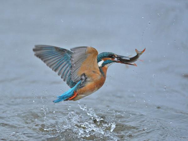 Kékszárnyú vs. vörösszárnyú