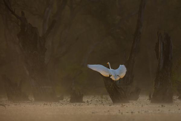 Érkezés a halott fák földjére