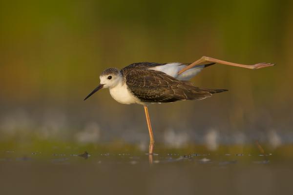 Neked mi a horoszkópod?!