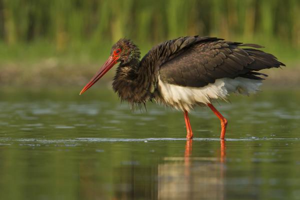 &quot;Olajos&quot; gólya