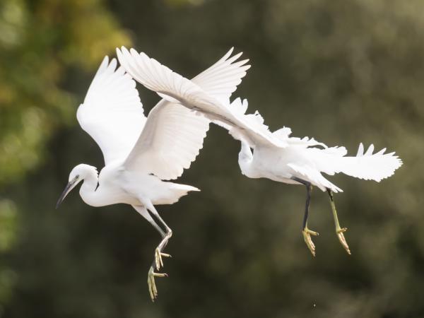 Fogócska a levegőben