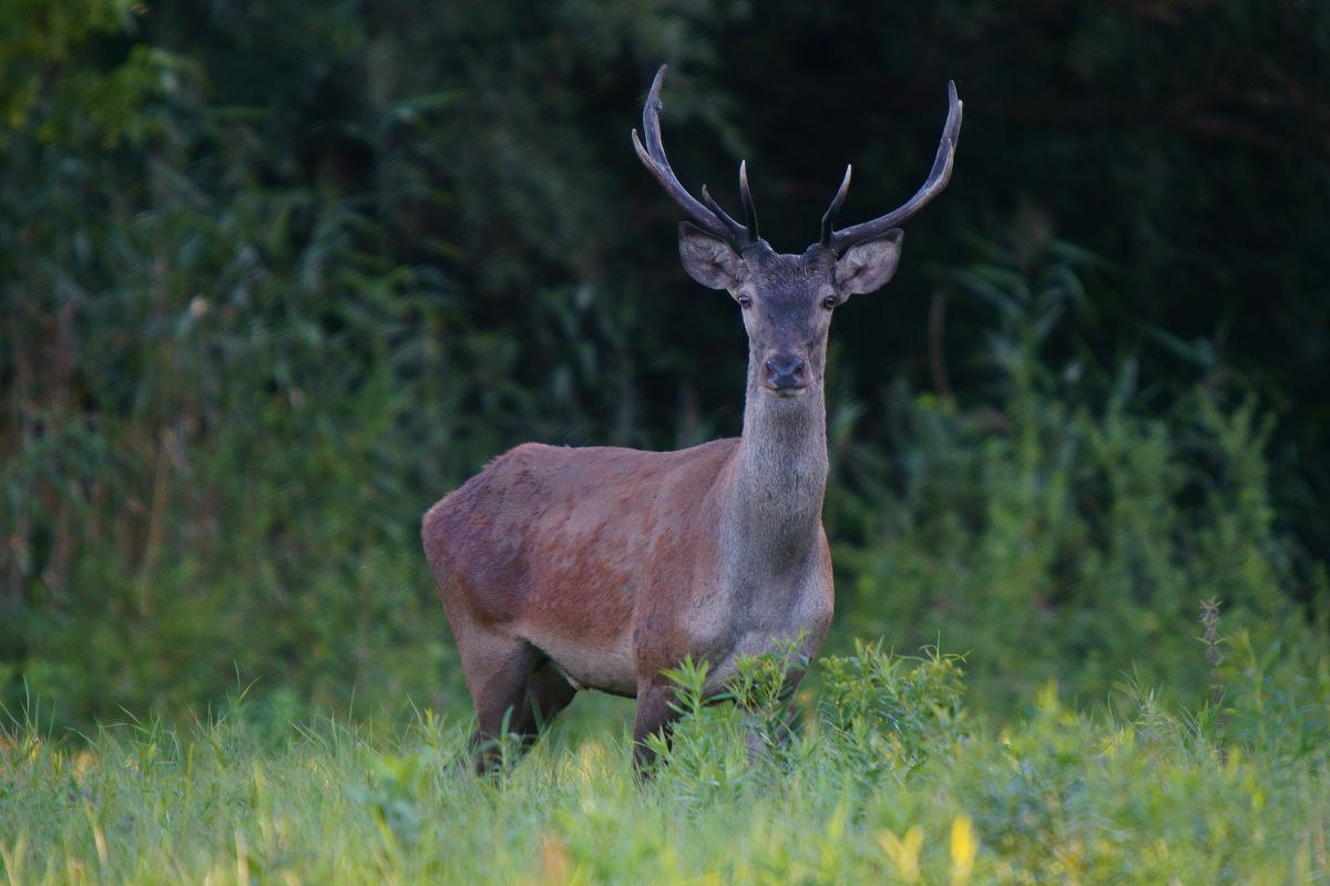 Kalmár Lajos Gábor