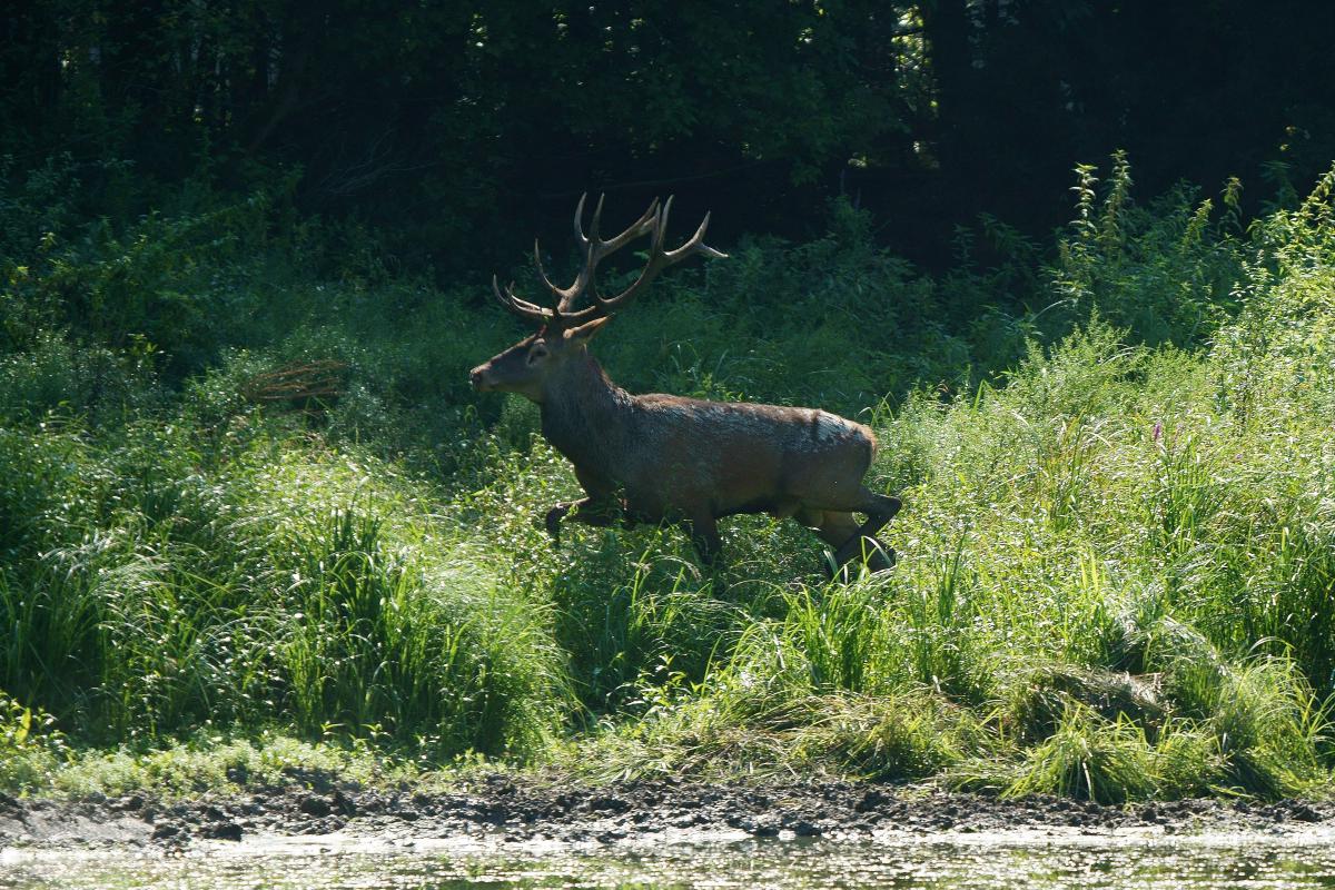 Kalmár Lajos Gábor
