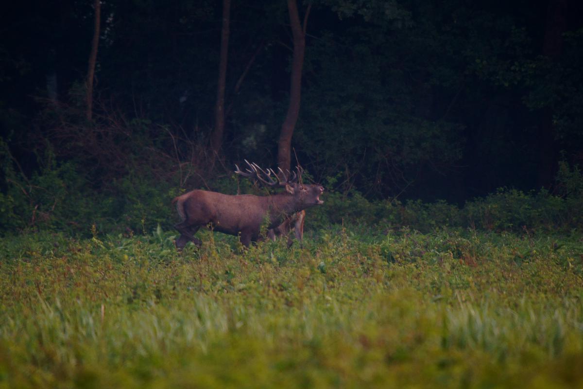 Kalmár Lajos Gábor
