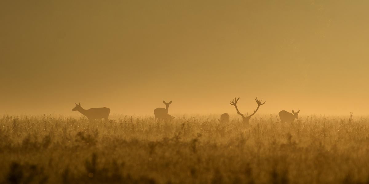 Násfayné Kőházi Mária