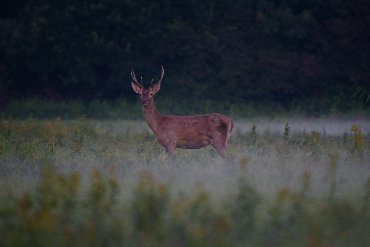 Kalmár Lajos Gábor