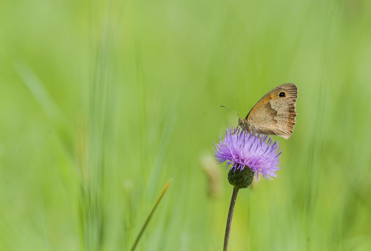Gaál Zoltán Péter