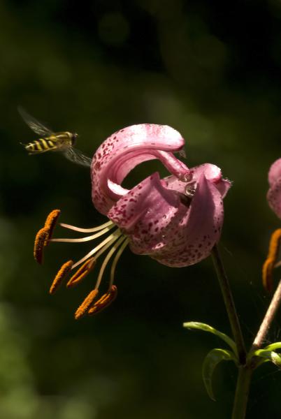 Turbán liliom