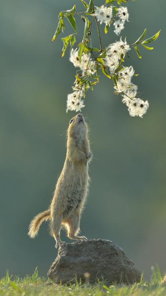 Az álmélkodó ürge szobra