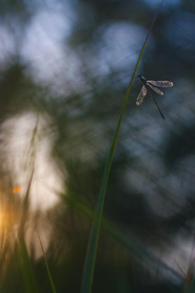  Légivadász ébredése