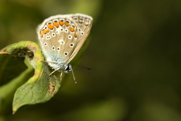 Lepke pihenő