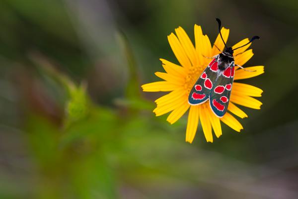 Fehérgyűrűs csüngőlepke