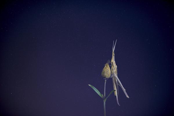 Harmadik típusú találkozás