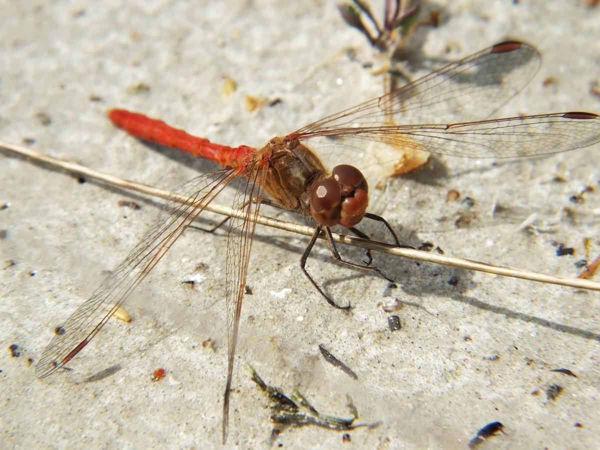 Koncz-Bisztricz Tamás