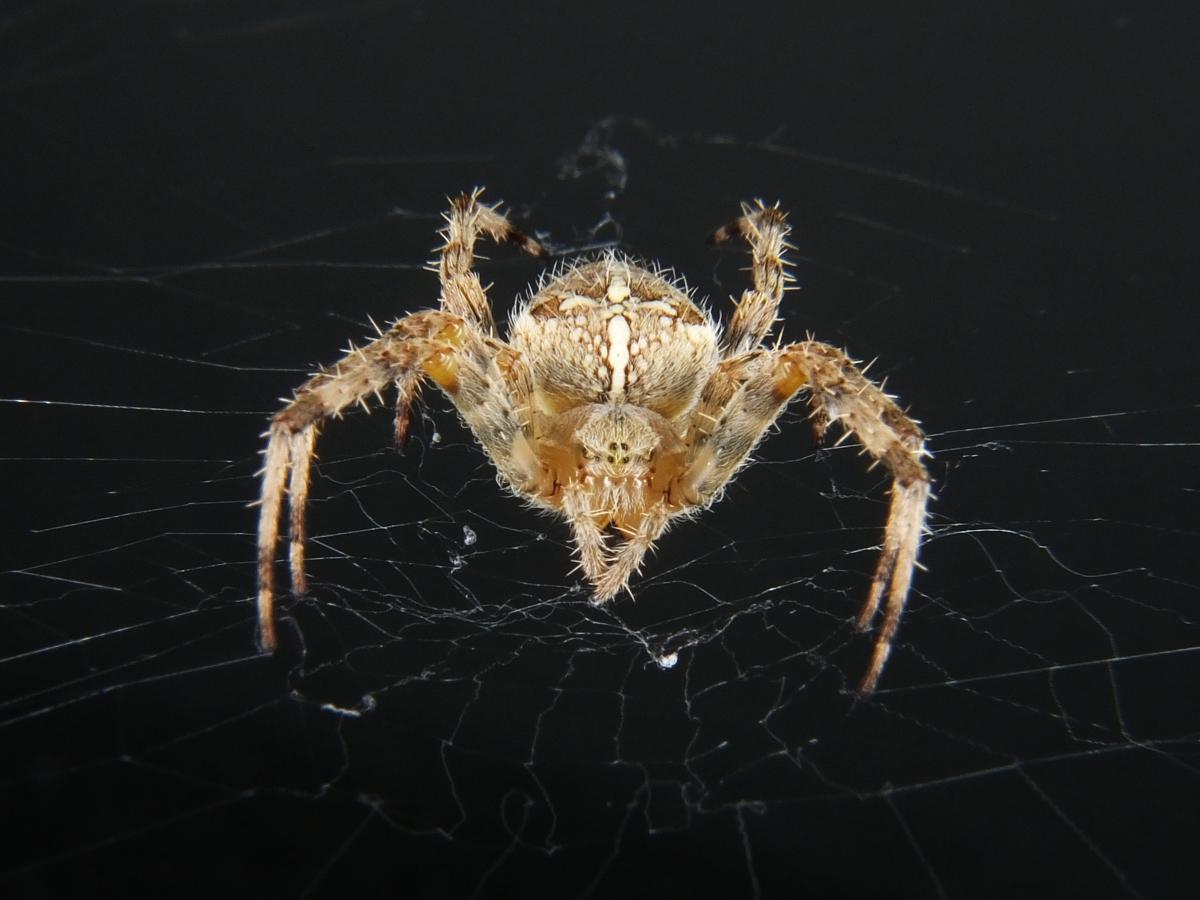 Koncz-Bisztricz Tamás