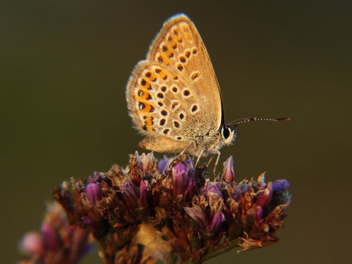 Koncz-Bisztricz Tamás