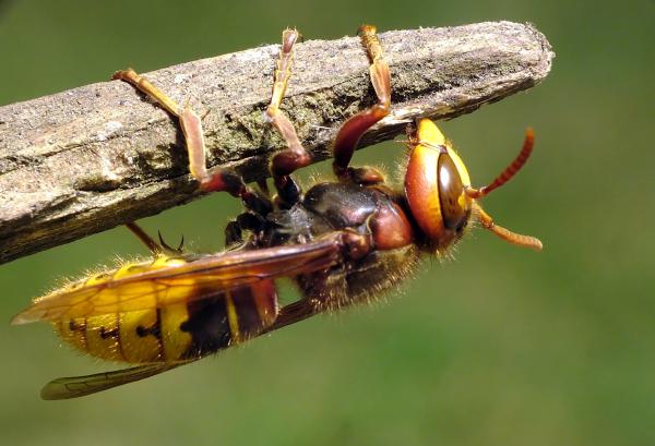 &quot;Lógok a szeren...&quot;