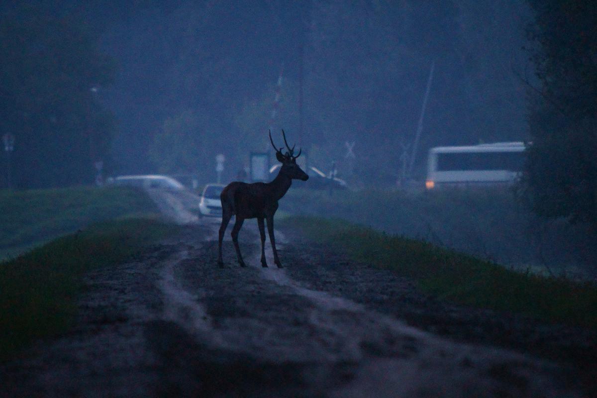Kalmár Lajos Gábor