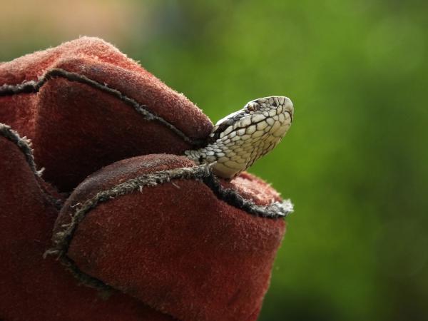 Rákosi vipera