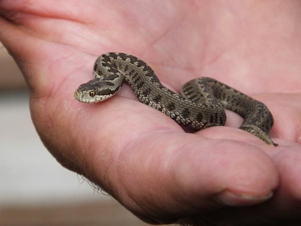 Rákosi vipera növendék