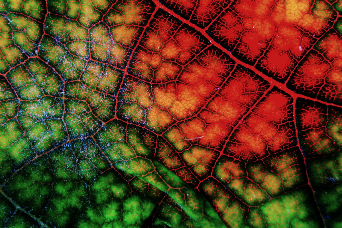 Koncz-Bisztricz Tamás