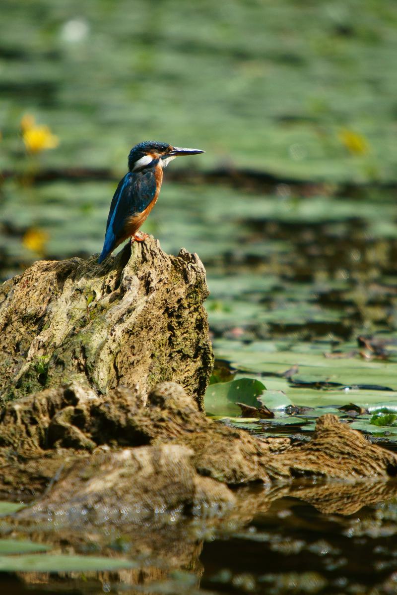 Kalmár Lajos Gábor