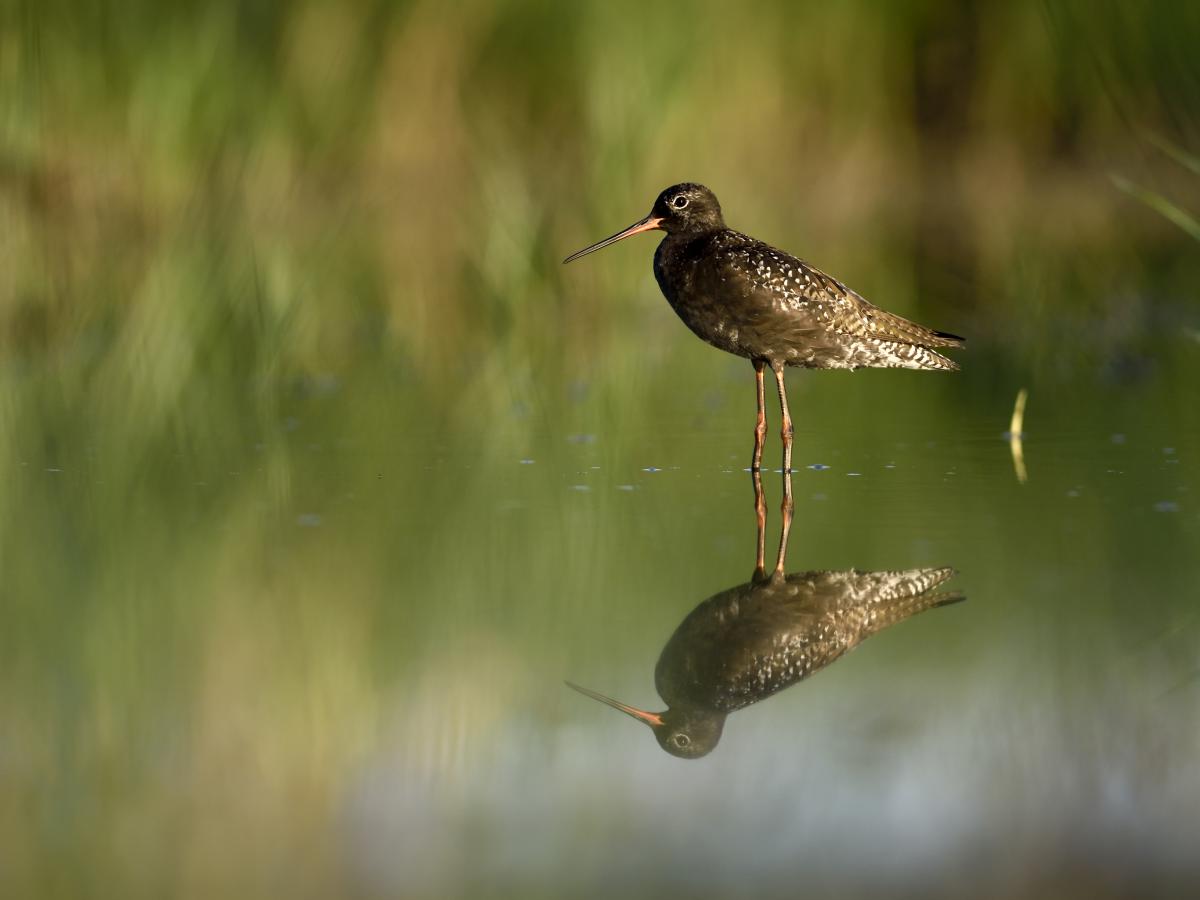 Násfayné Kőházi Mária