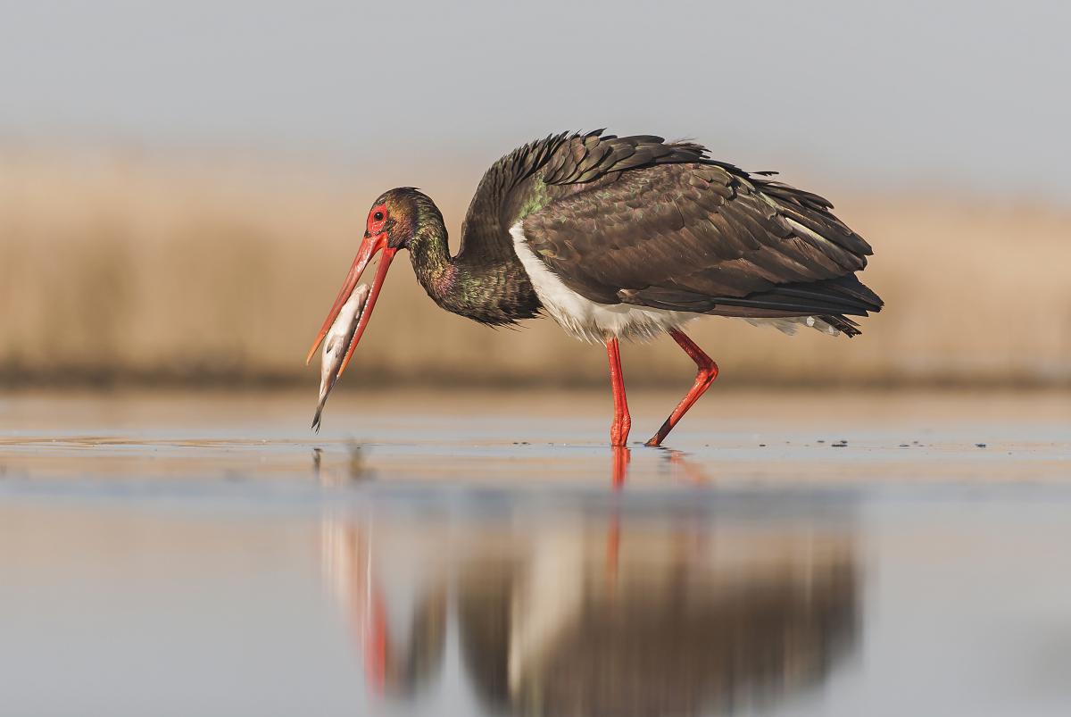 Gaál Zoltán Péter