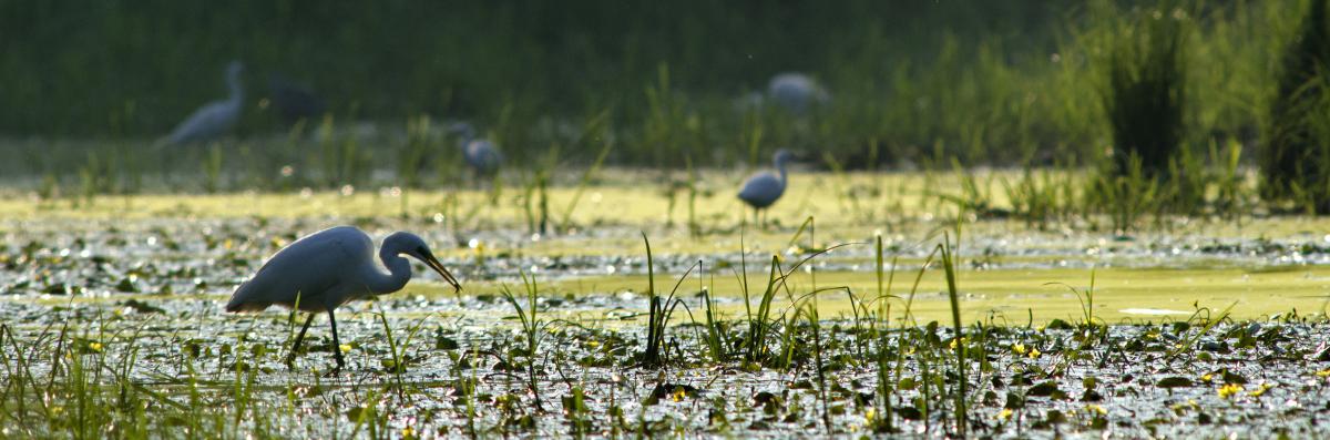 Násfayné Kőházi Mária
