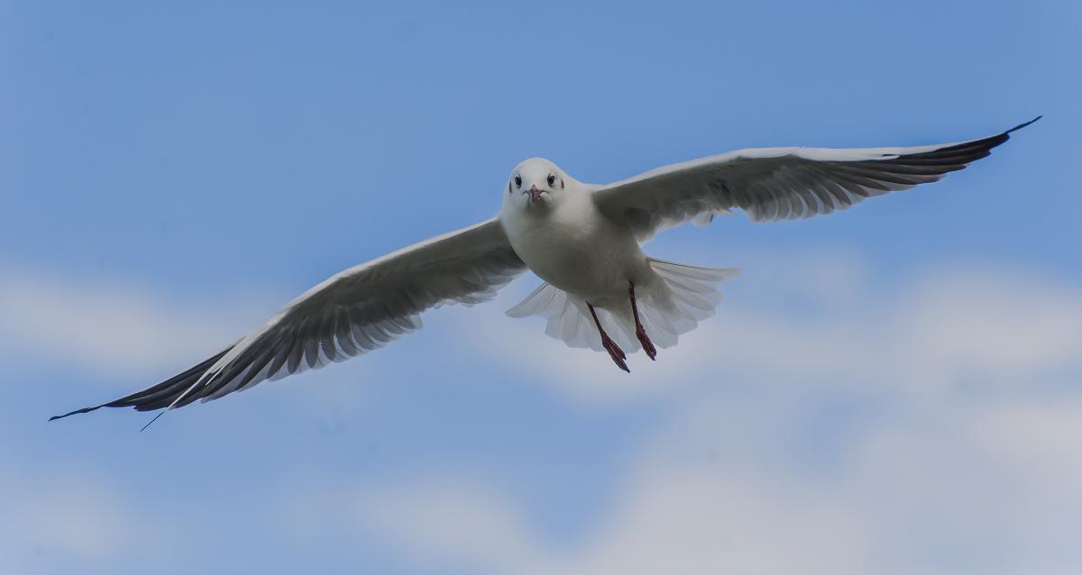 Gaál Zoltán Péter