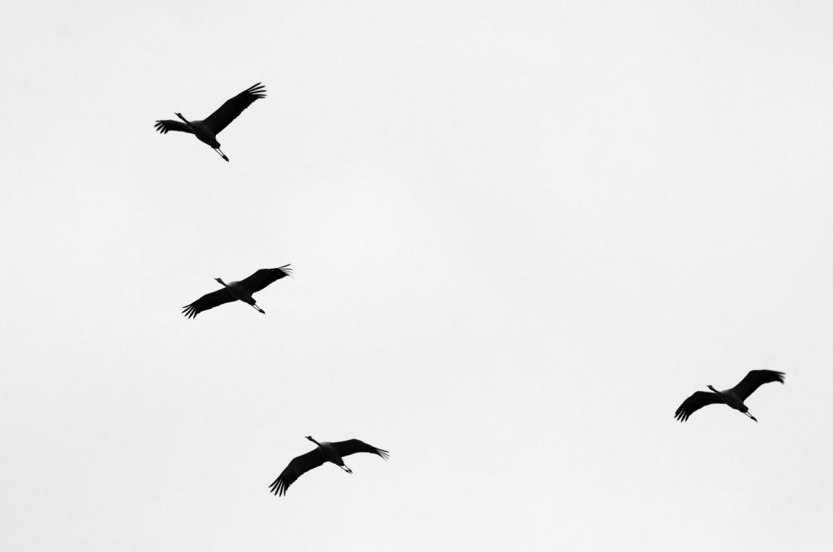 Násfayné Kőházi Mária