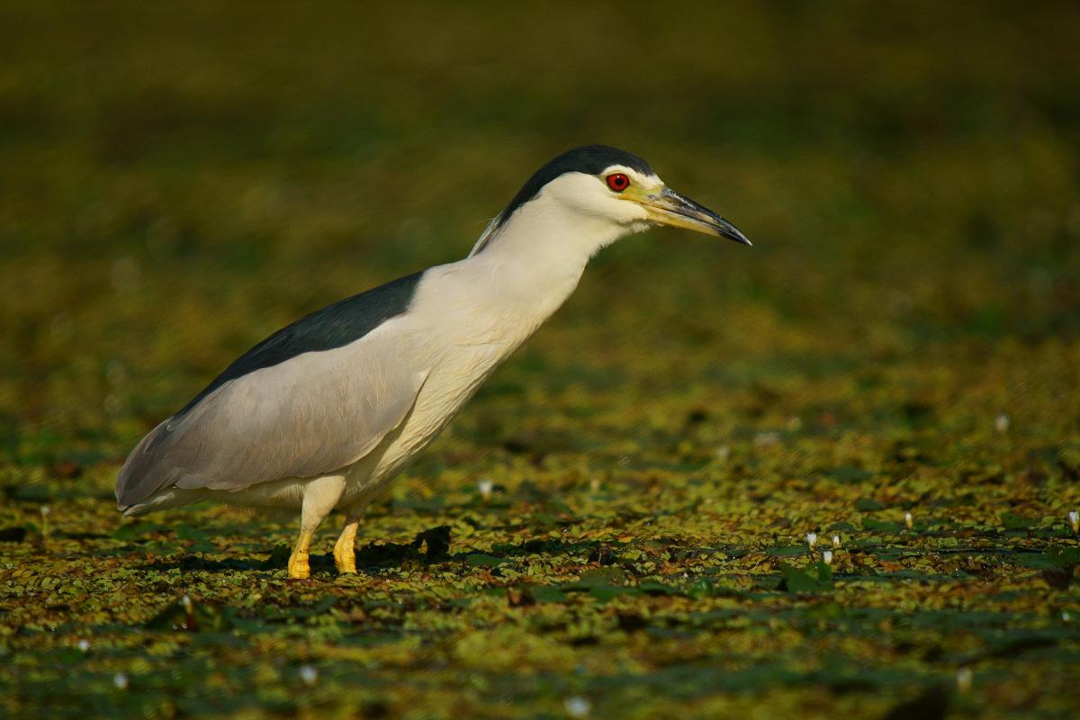 Kalmár Lajos Gábor