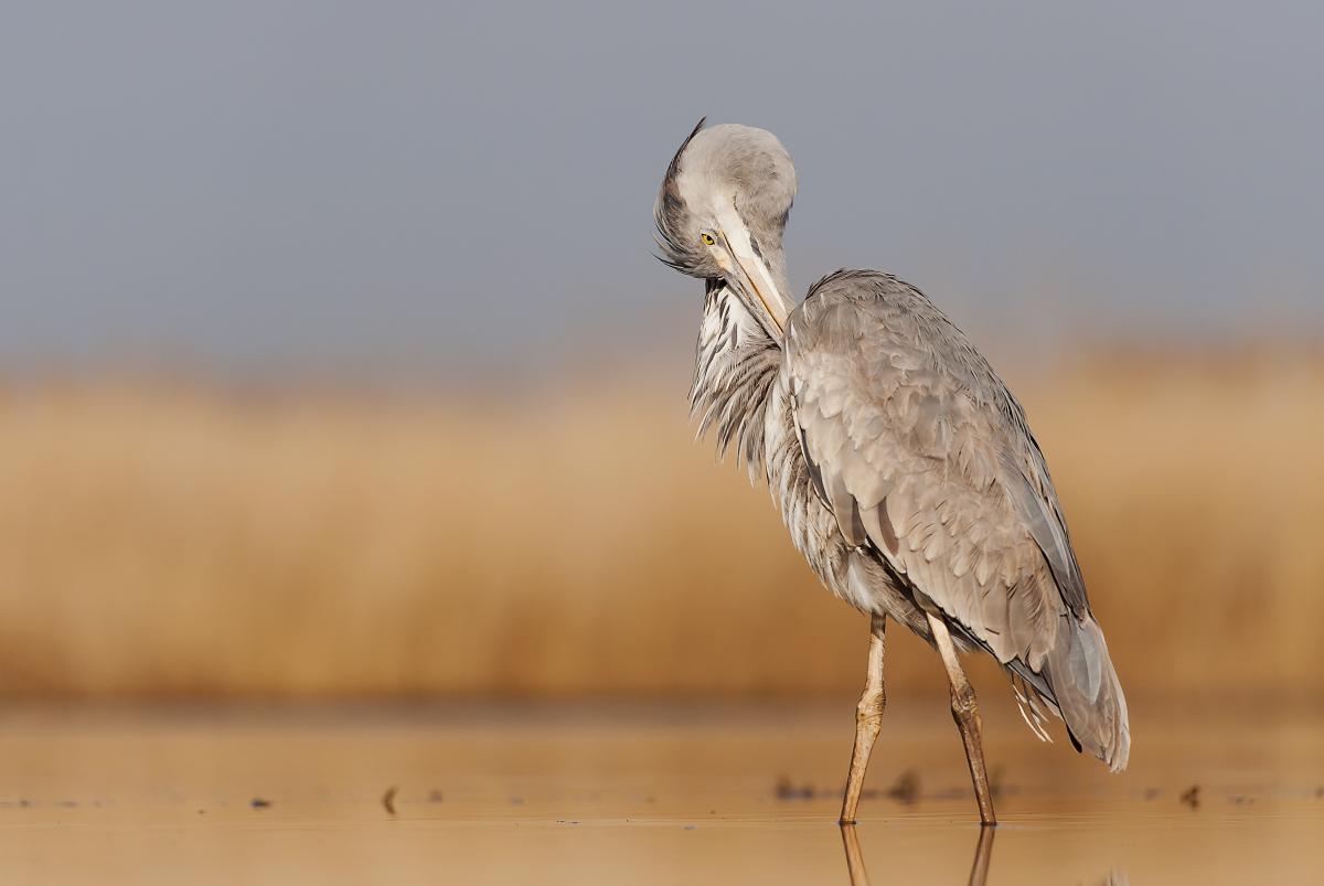 Gaál Zoltán Péter