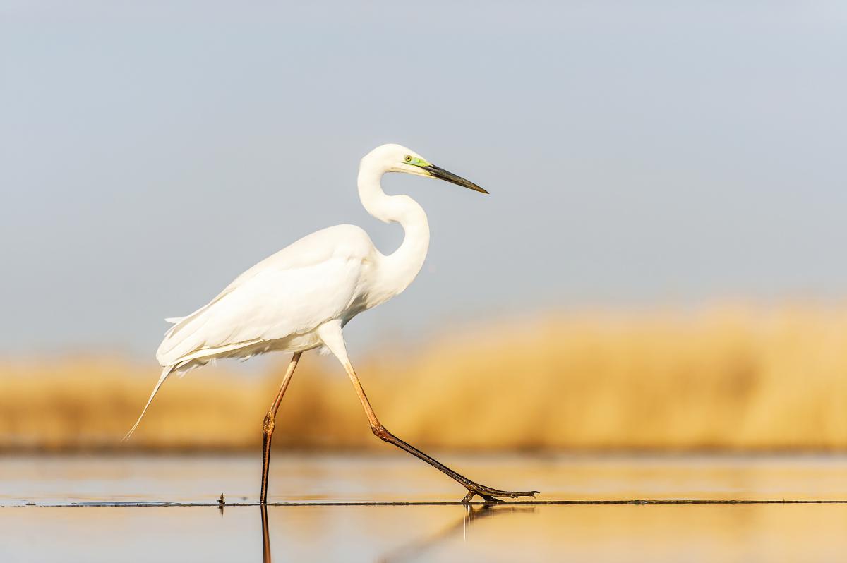 Gaál Zoltán Péter